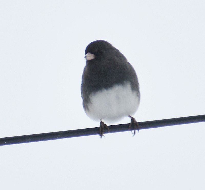 Юнко сірий - ML646856029