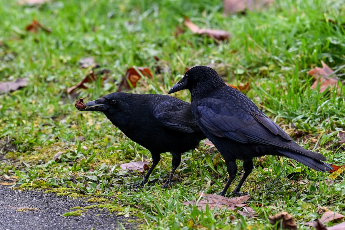 Carrion Crow - ML646856030