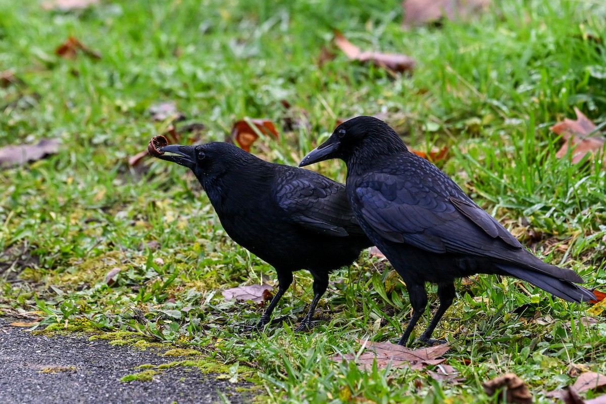 Carrion Crow - ML646856031