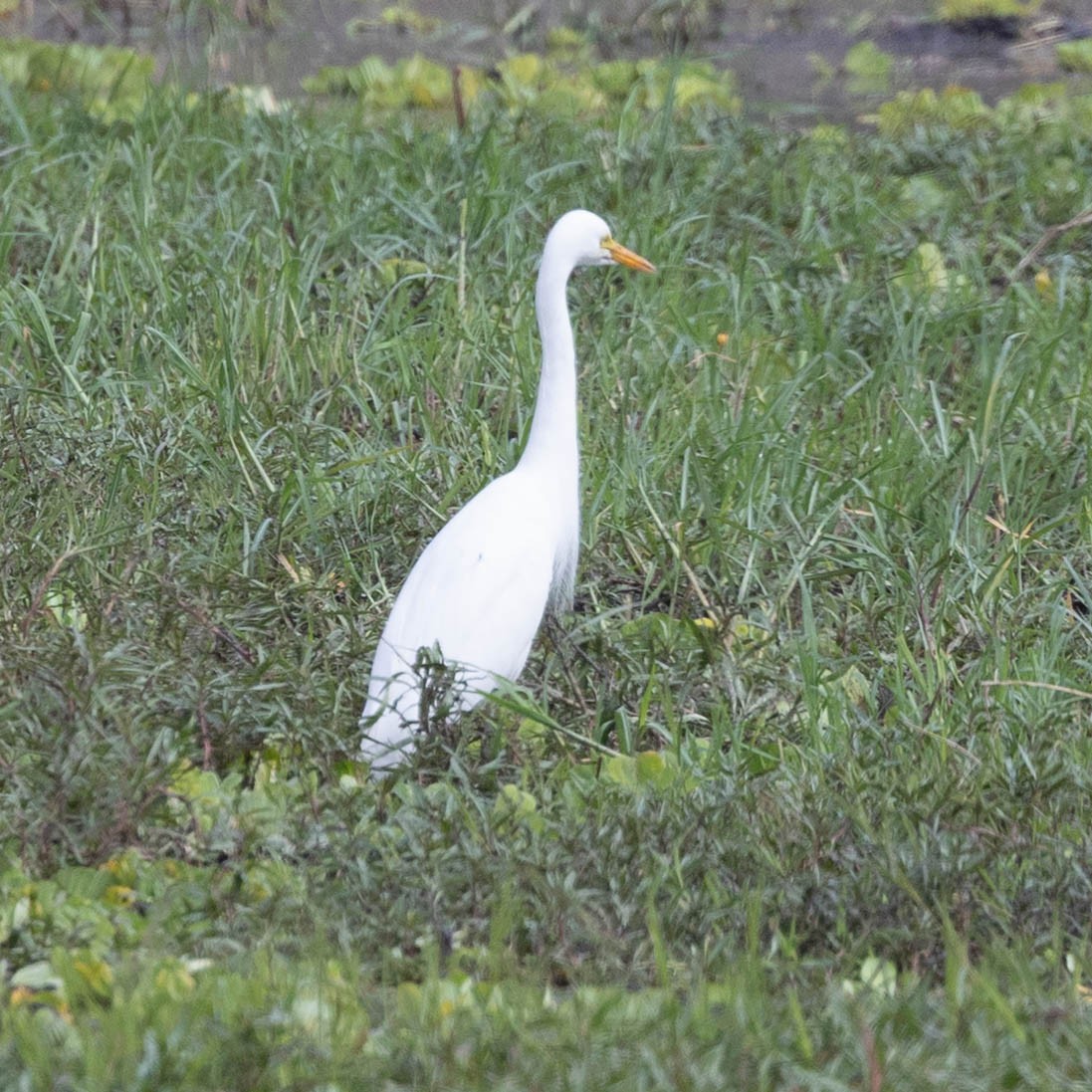 Yellow-billed Egret - ML646856032