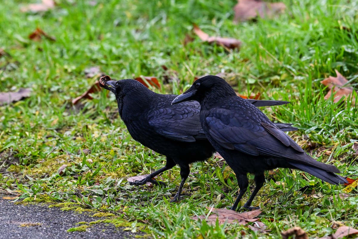 Carrion Crow - ML646856033