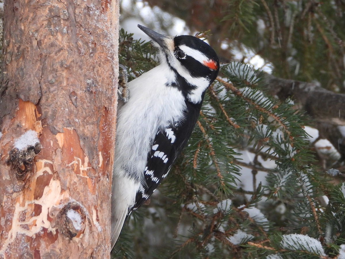 Haarspecht - ML646856037