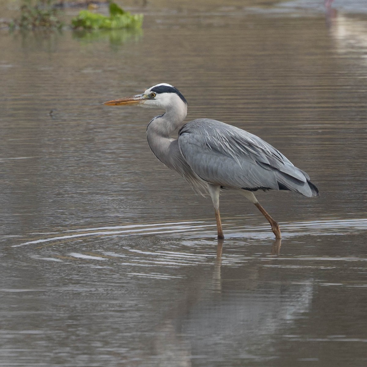 Gray Heron - ML646856038