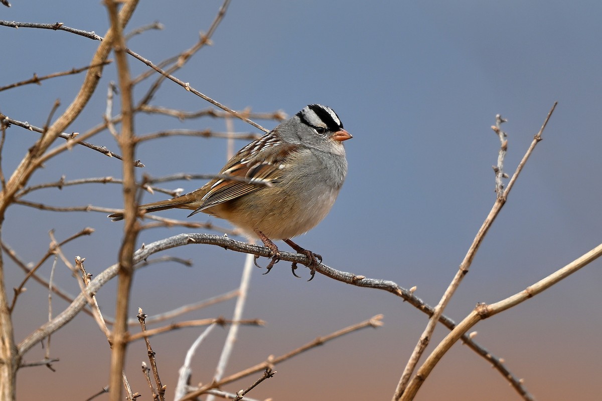 Dachsammer - ML646856041