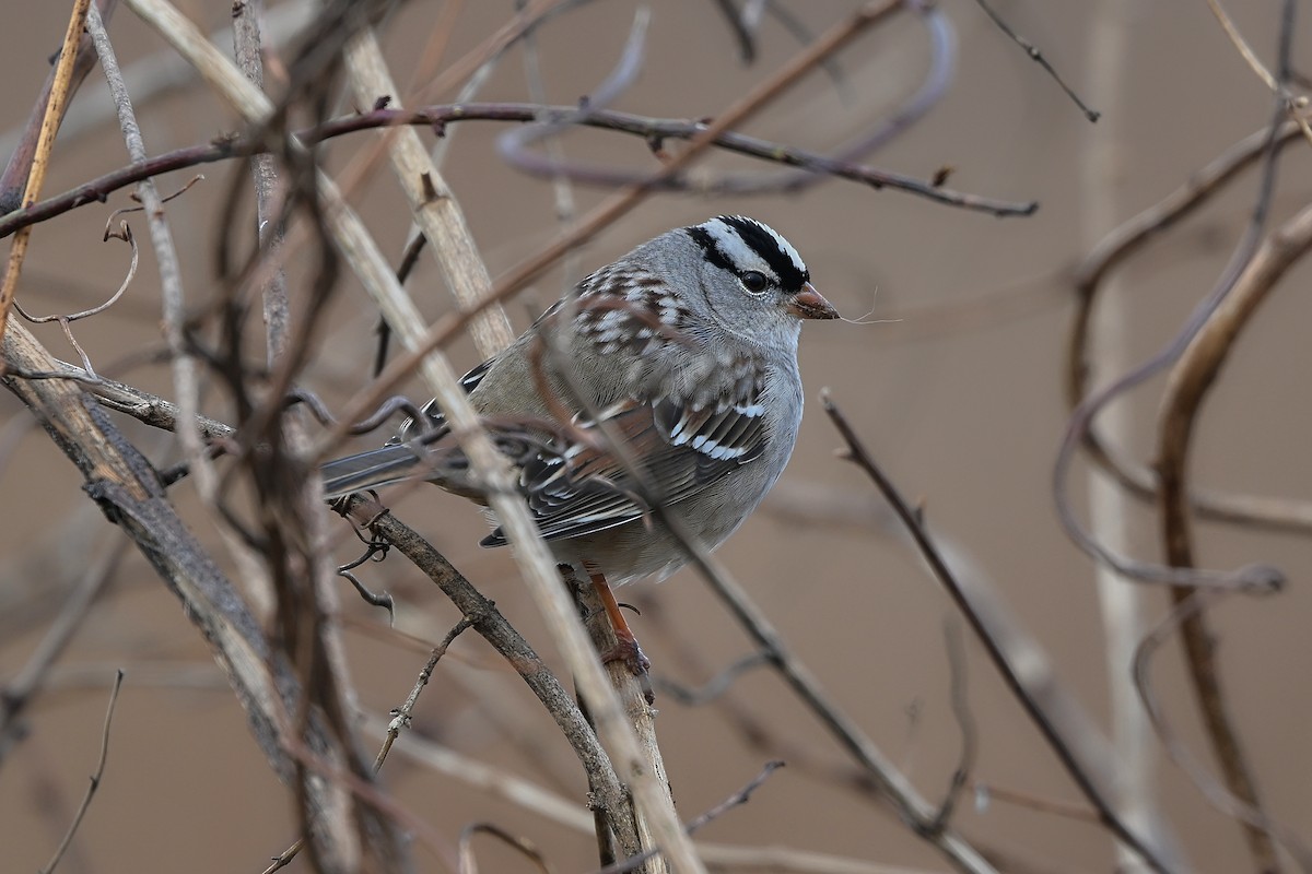 Dachsammer - ML646856042