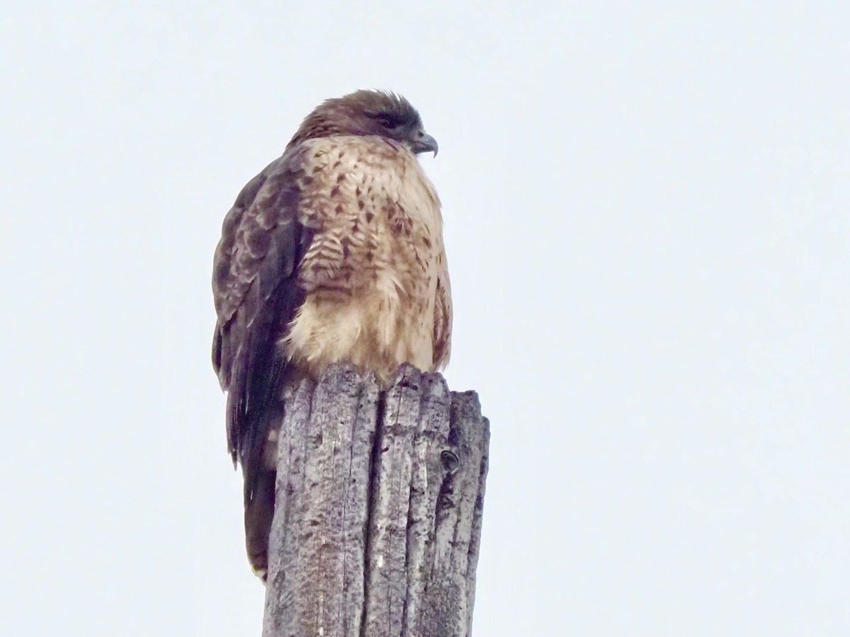 Red-tailed Hawk - ML646856043