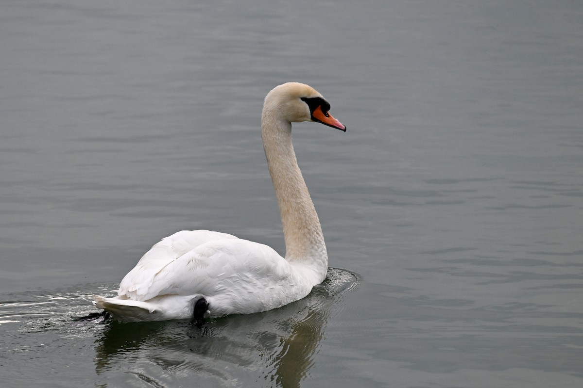 Mute Swan - ML646856044