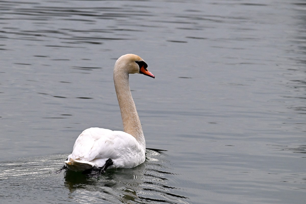 Mute Swan - ML646856045