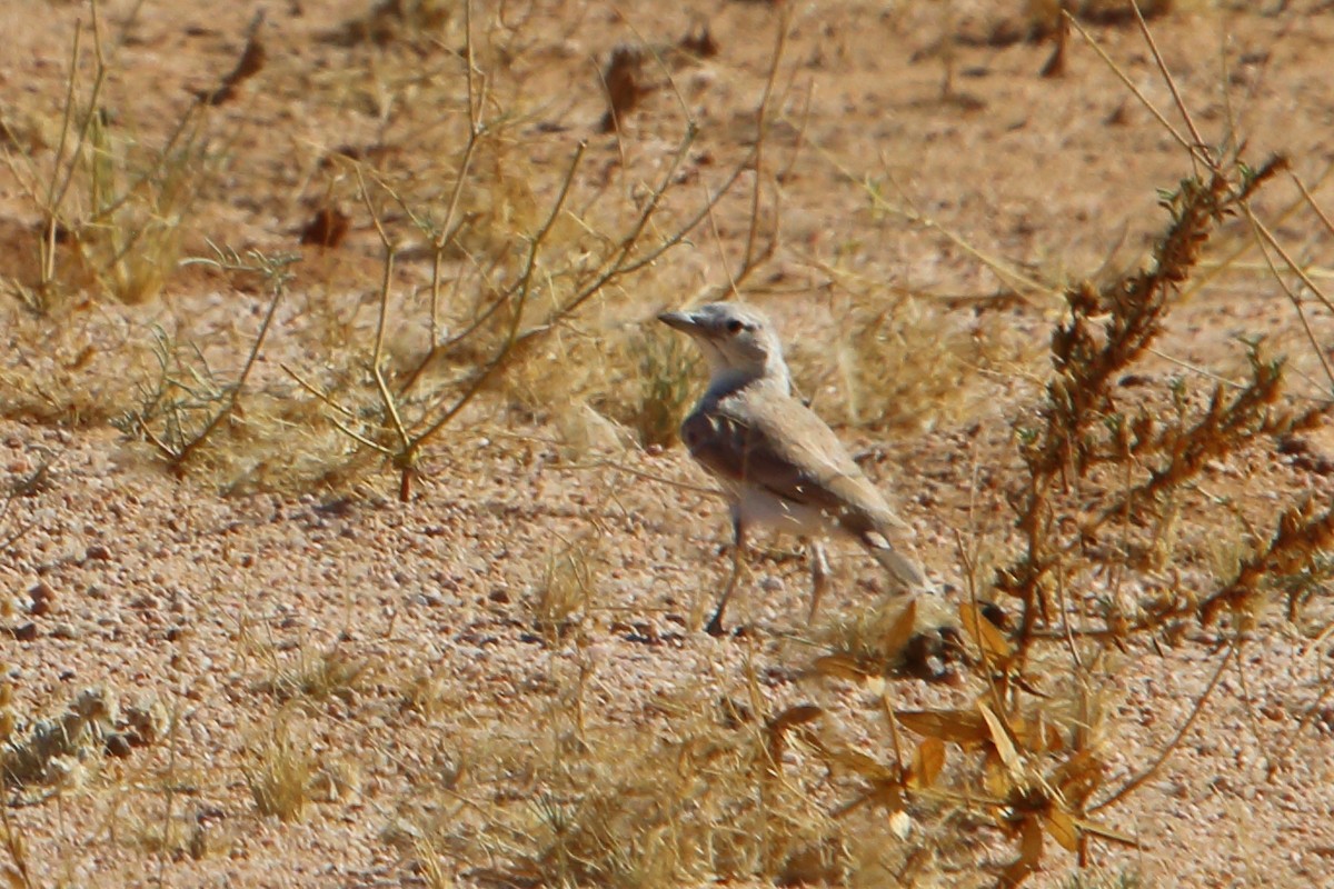Gray's Lark - ML646856047