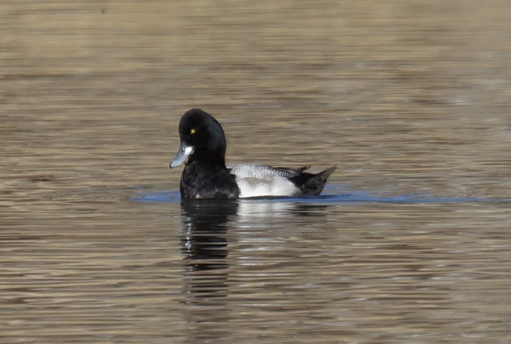 コスズガモ - ML646856048