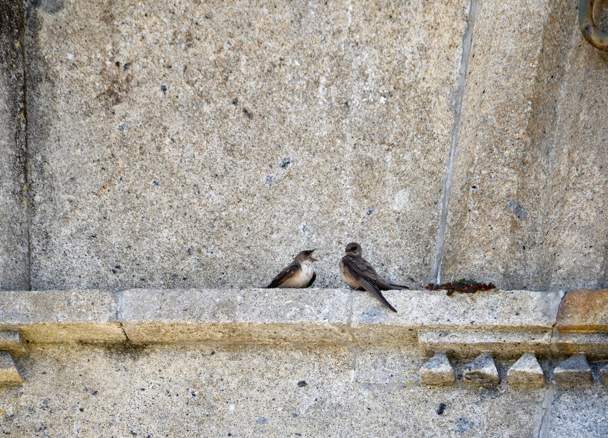 Eurasian Crag-Martin - ML646856049