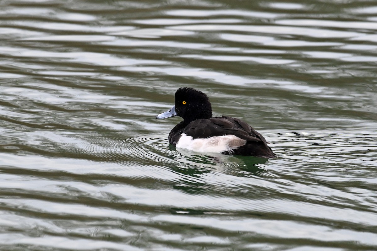 Tufted Duck - ML646856050