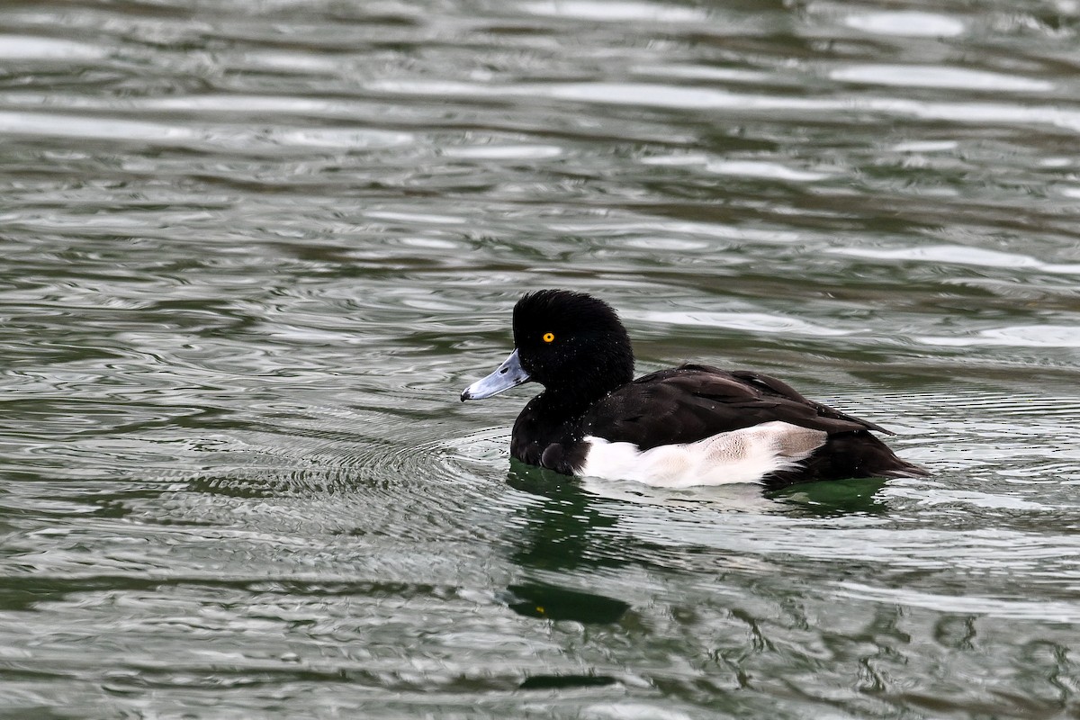 Tufted Duck - ML646856051
