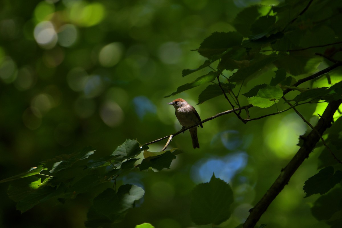 Eurasian Blackcap - ML646856052