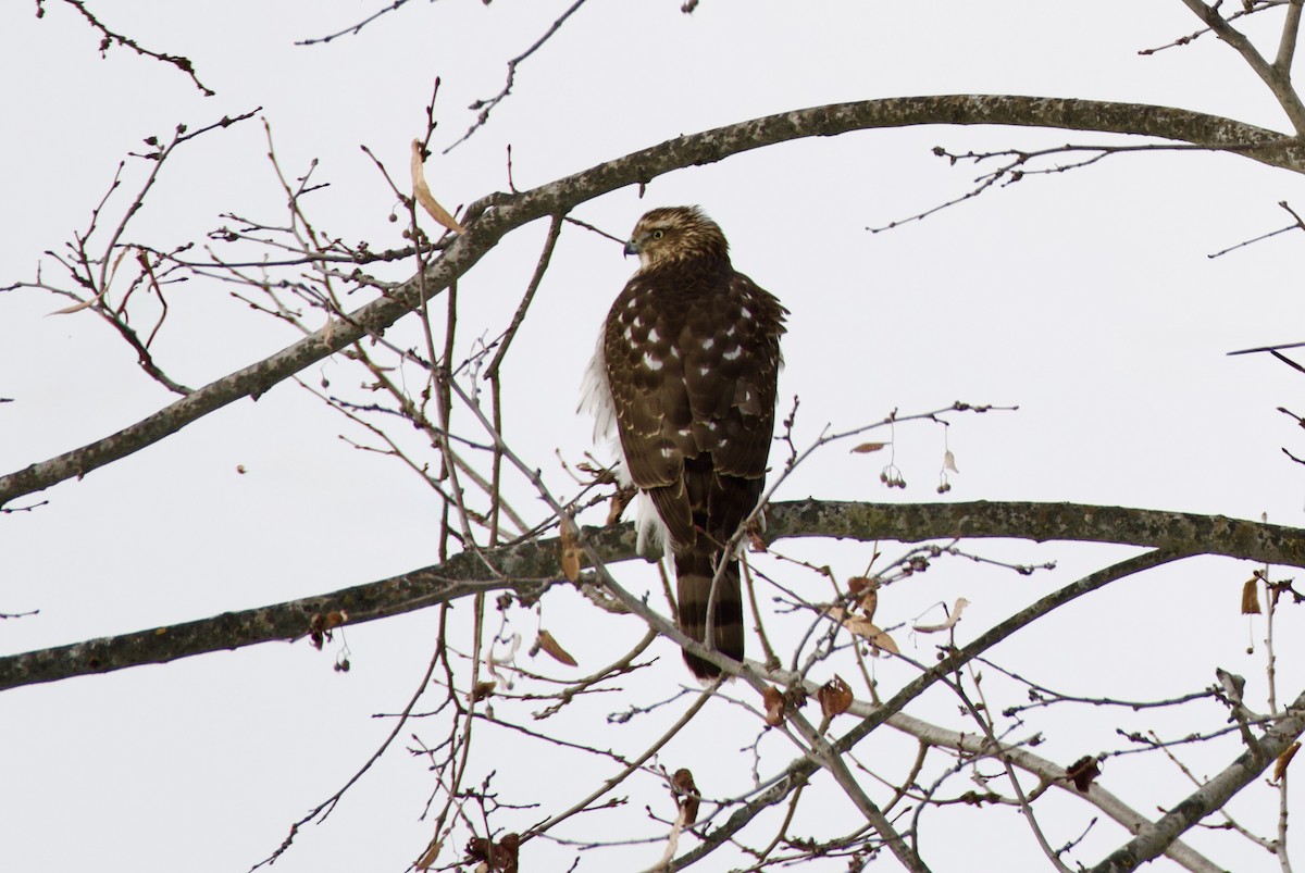 Cooper's Hawk - ML646856053