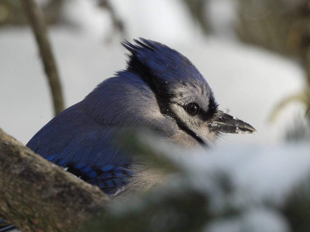 Blue Jay - ML646856054