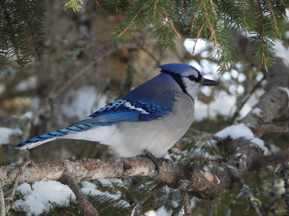 Blue Jay - ML646856055