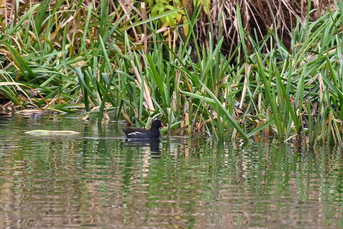 Eurasian Moorhen - ML646856056