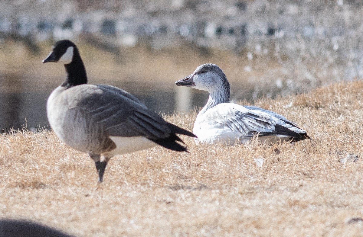 Белый гусь - ML646856057