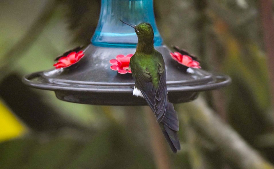 Golden-breasted Puffleg - ML646856058