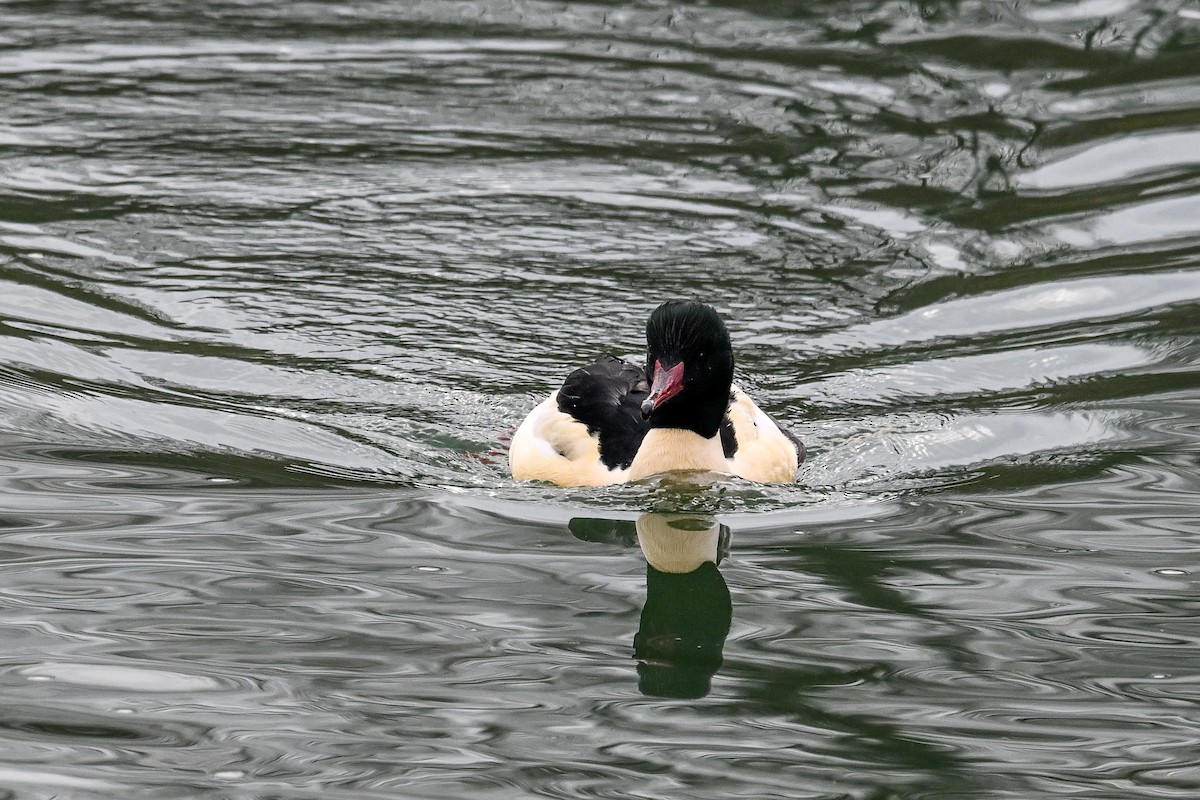 Common Merganser - ML646856059