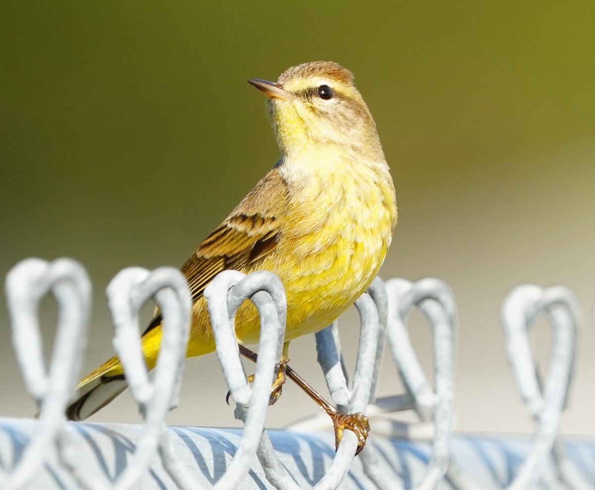 Palm Warbler - ML646856061