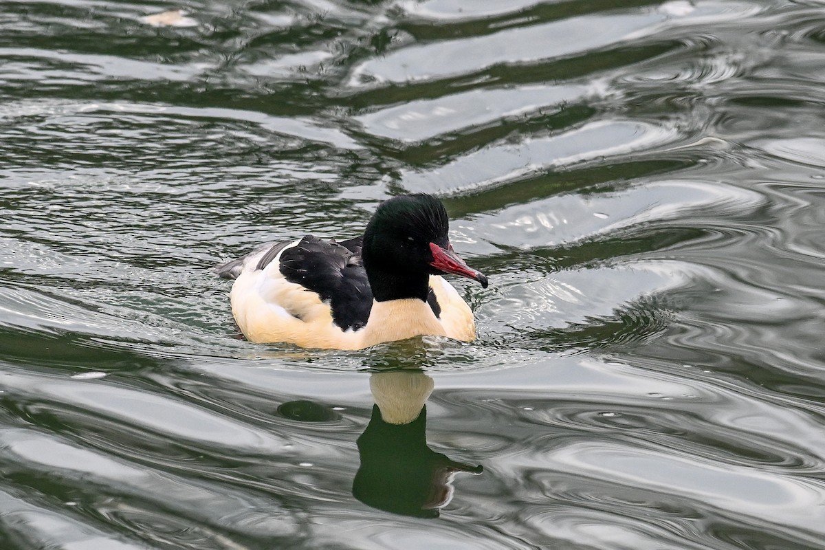 Common Merganser - ML646856062