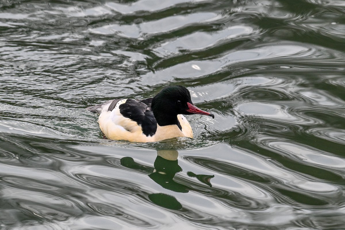 Common Merganser - ML646856064