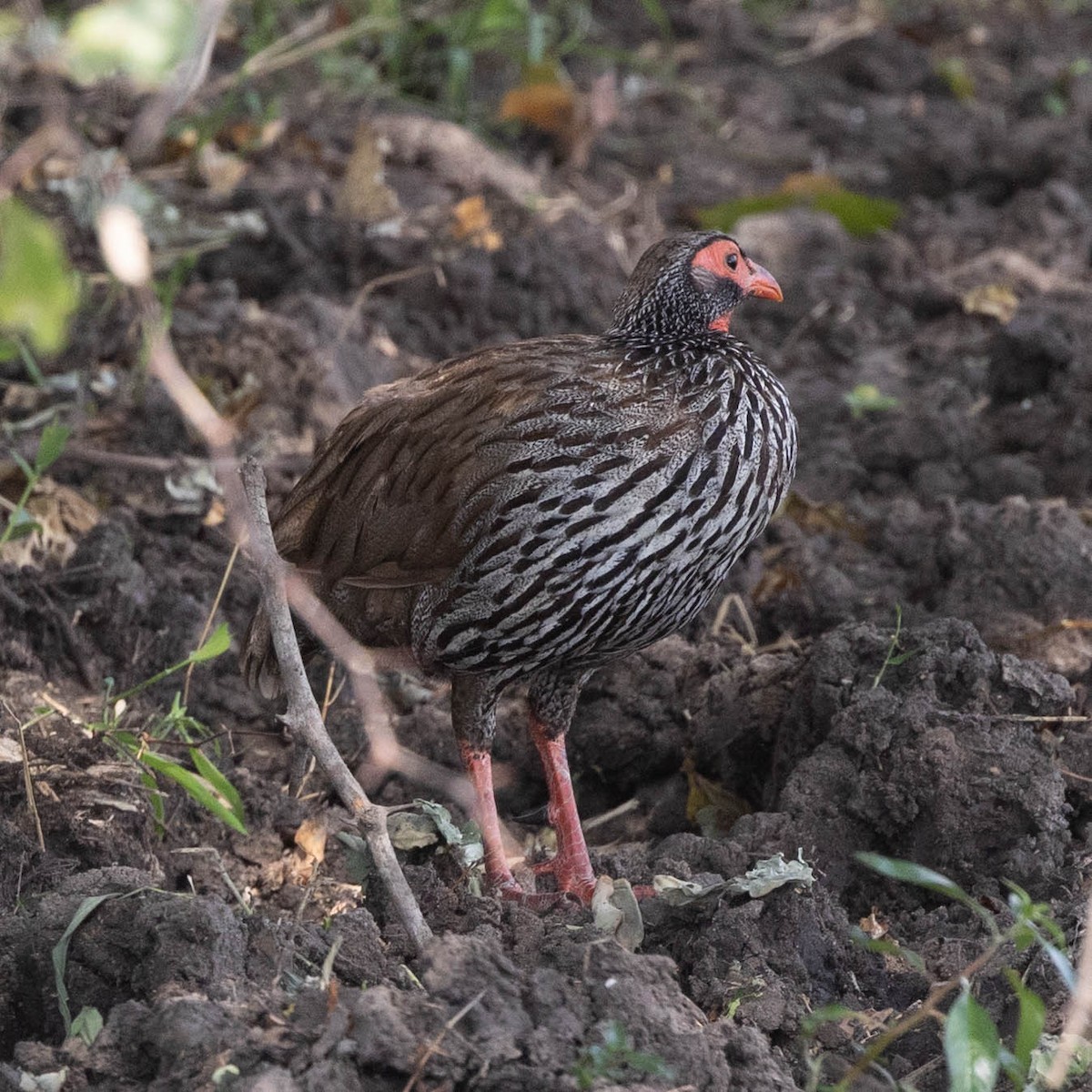 Red-necked Spurfowl - ML646856066