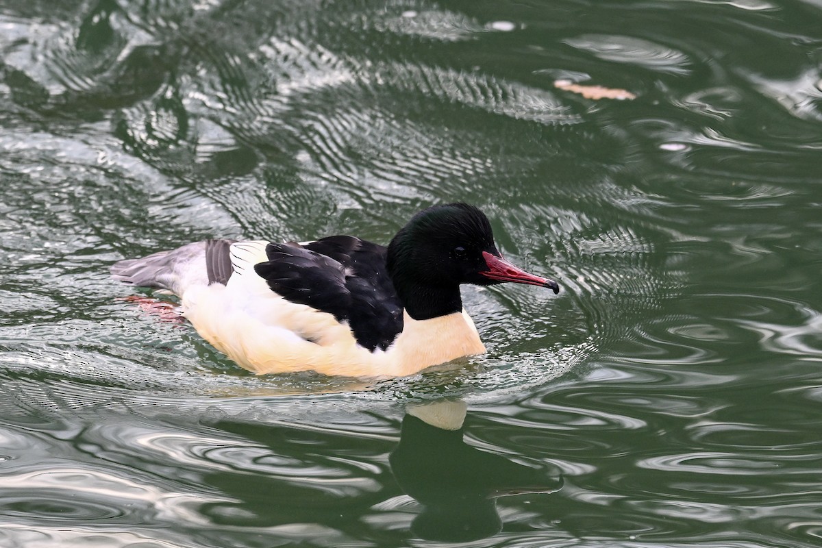 Common Merganser - ML646856067