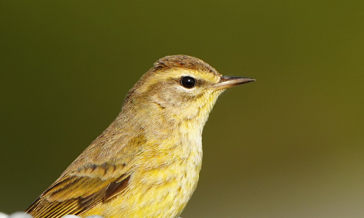 Palm Warbler - ML646856068