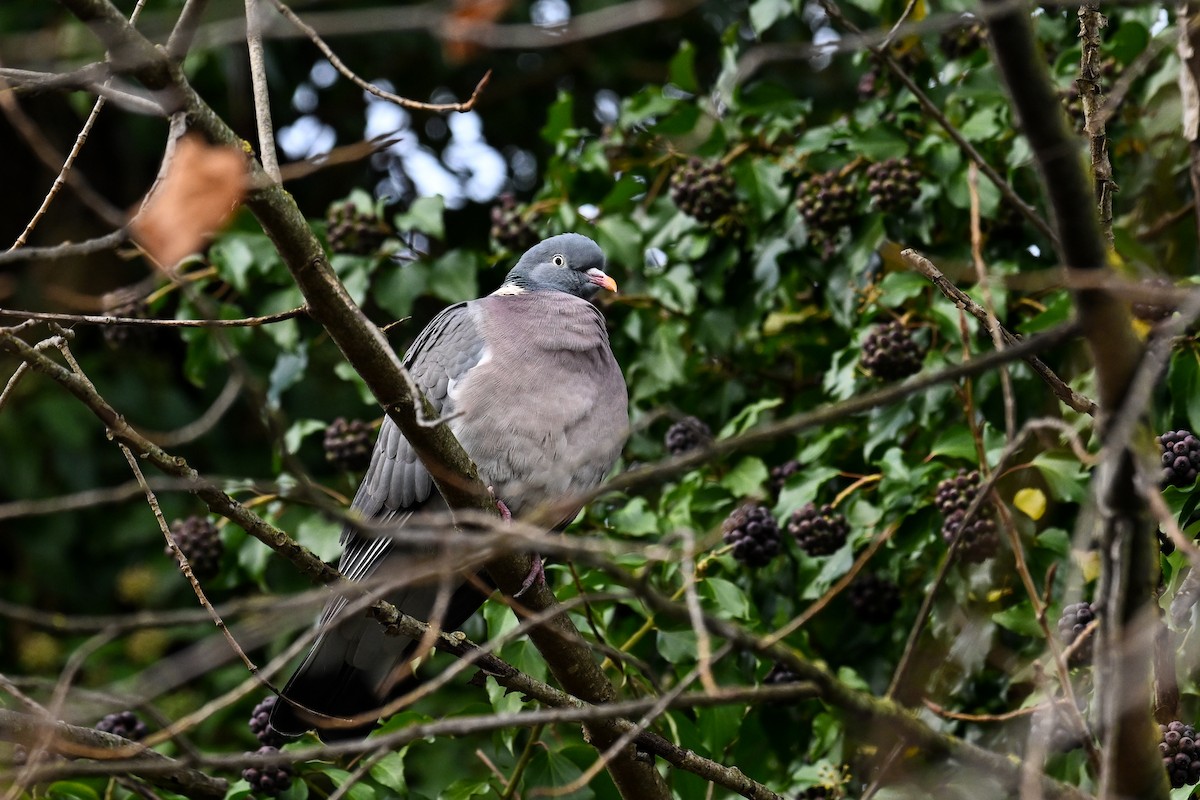Common Wood-Pigeon - ML646856072