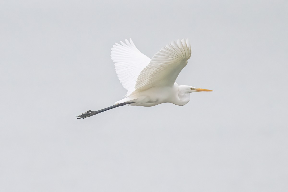 Great Egret - ML646856073
