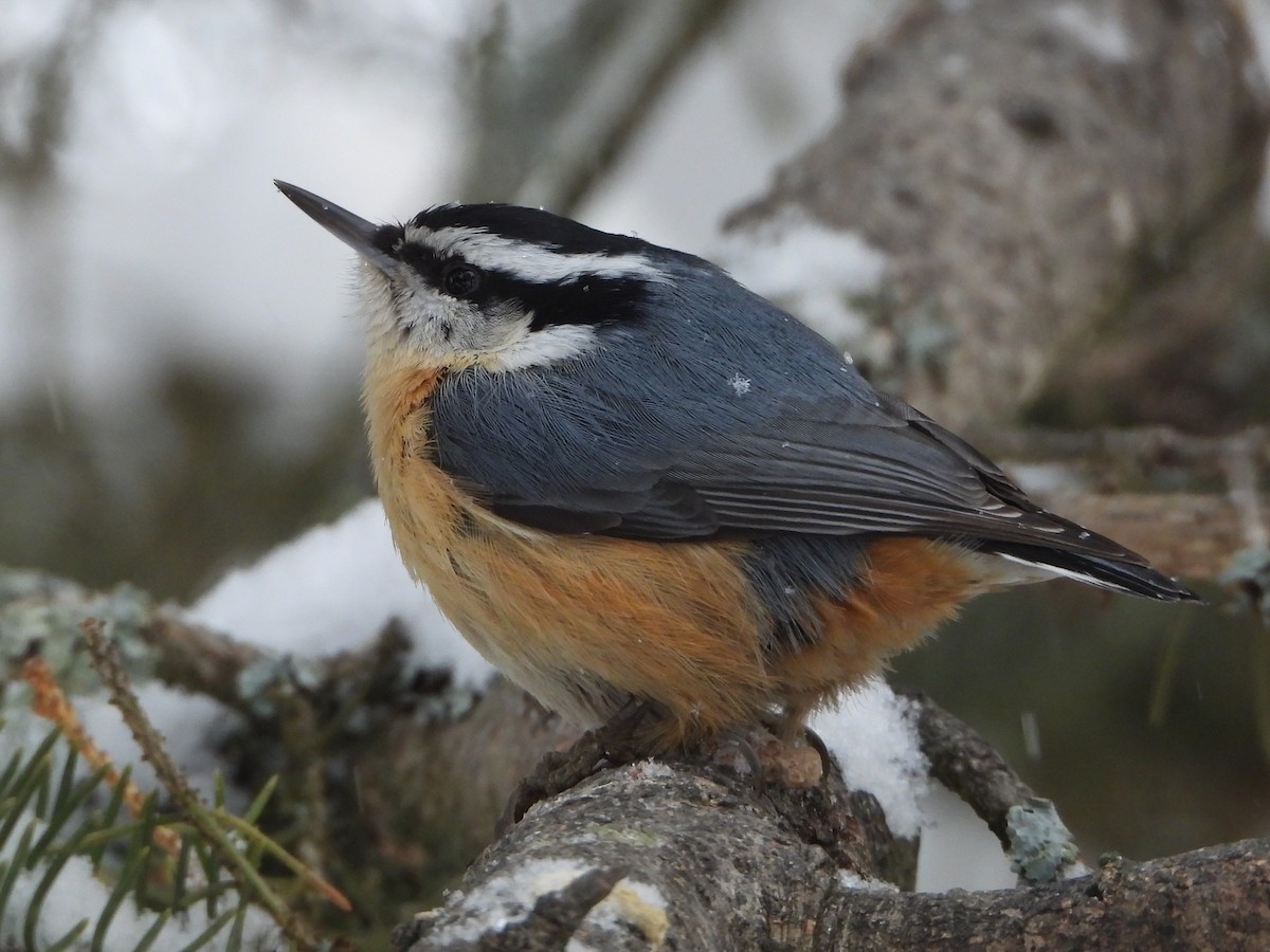 Rotbrustkleiber - ML646856075