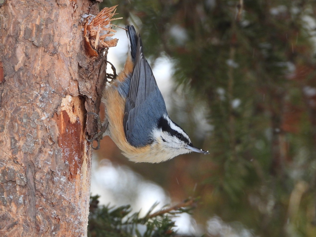 Rotbrustkleiber - ML646856076