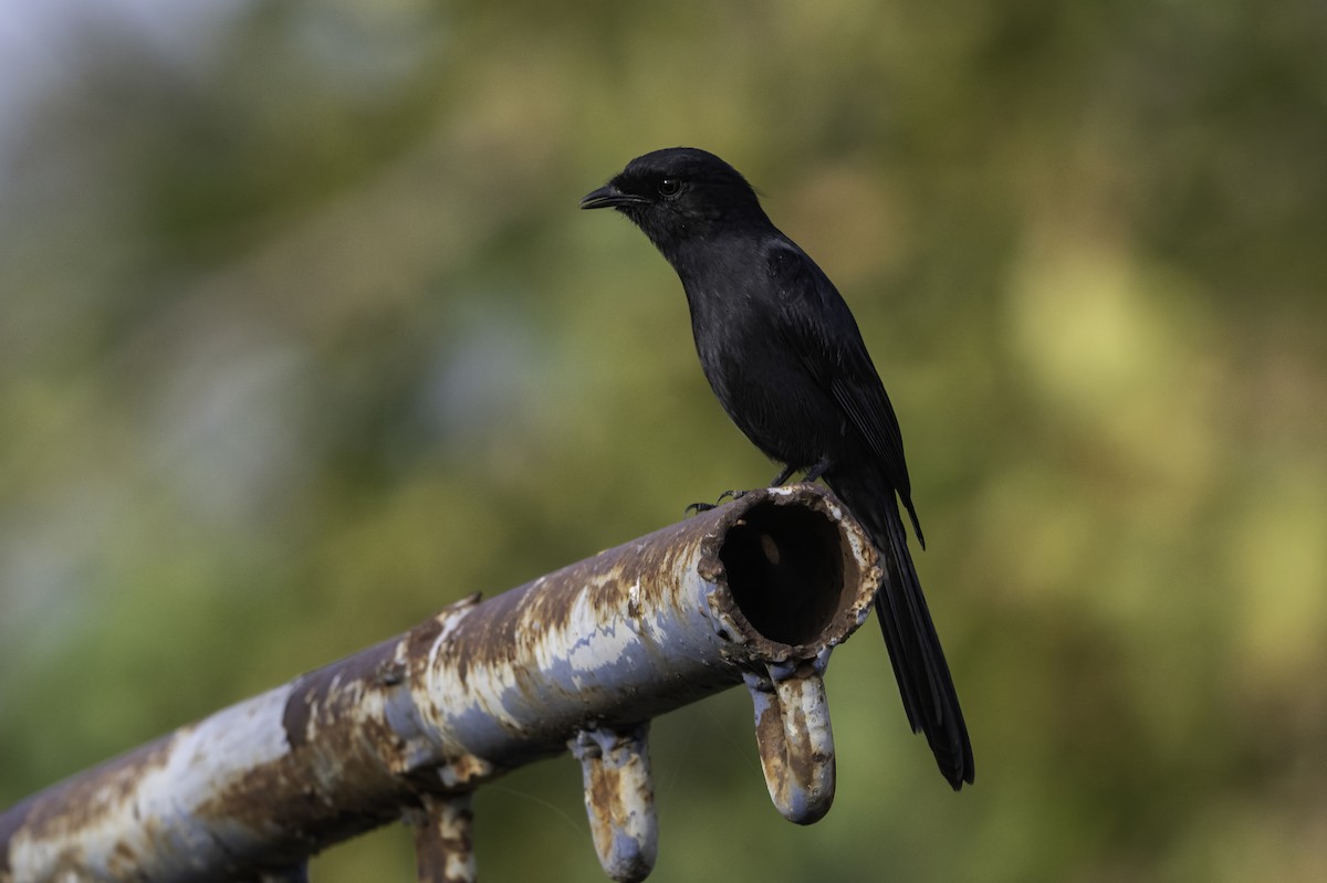 Northern Black-Flycatcher - ML646856080