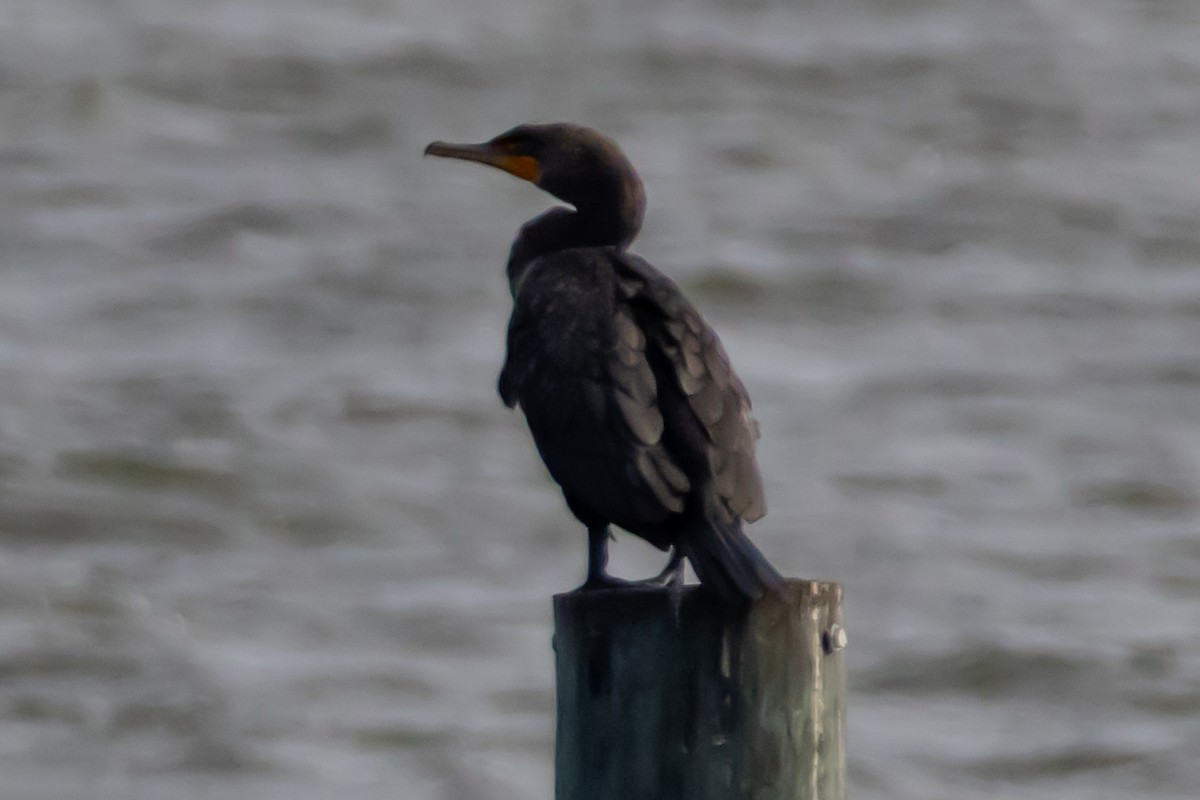Double-crested Cormorant - ML646856083
