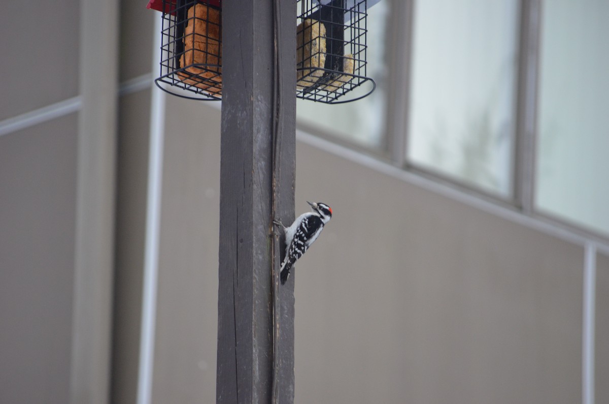 Downy Woodpecker - ML646856085