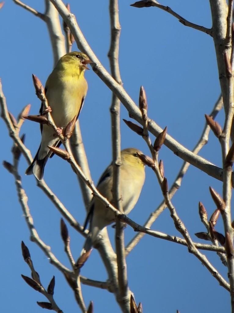 American Goldfinch - ML646856088
