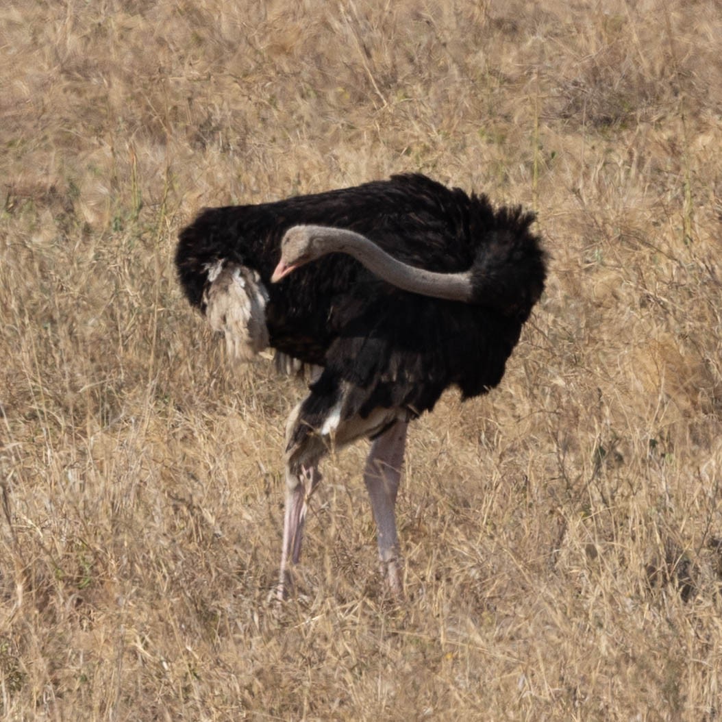 Common Ostrich - ML646856089