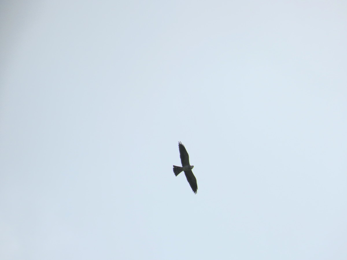 mississippiglente - ML646856090