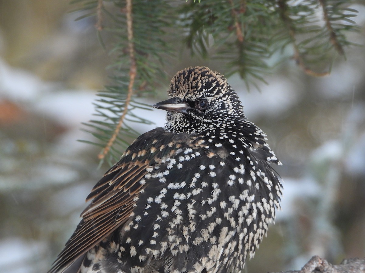 Шпак звичайний - ML646856091