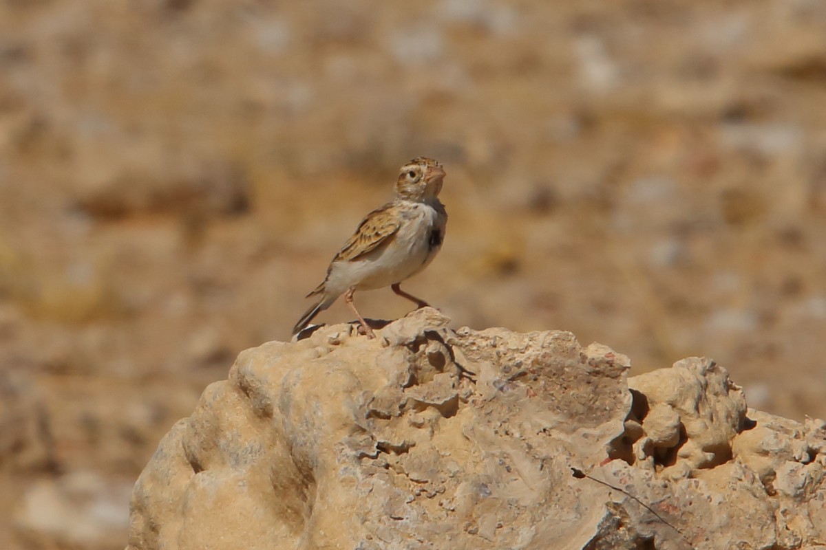 Stark's Lark - ML646856093