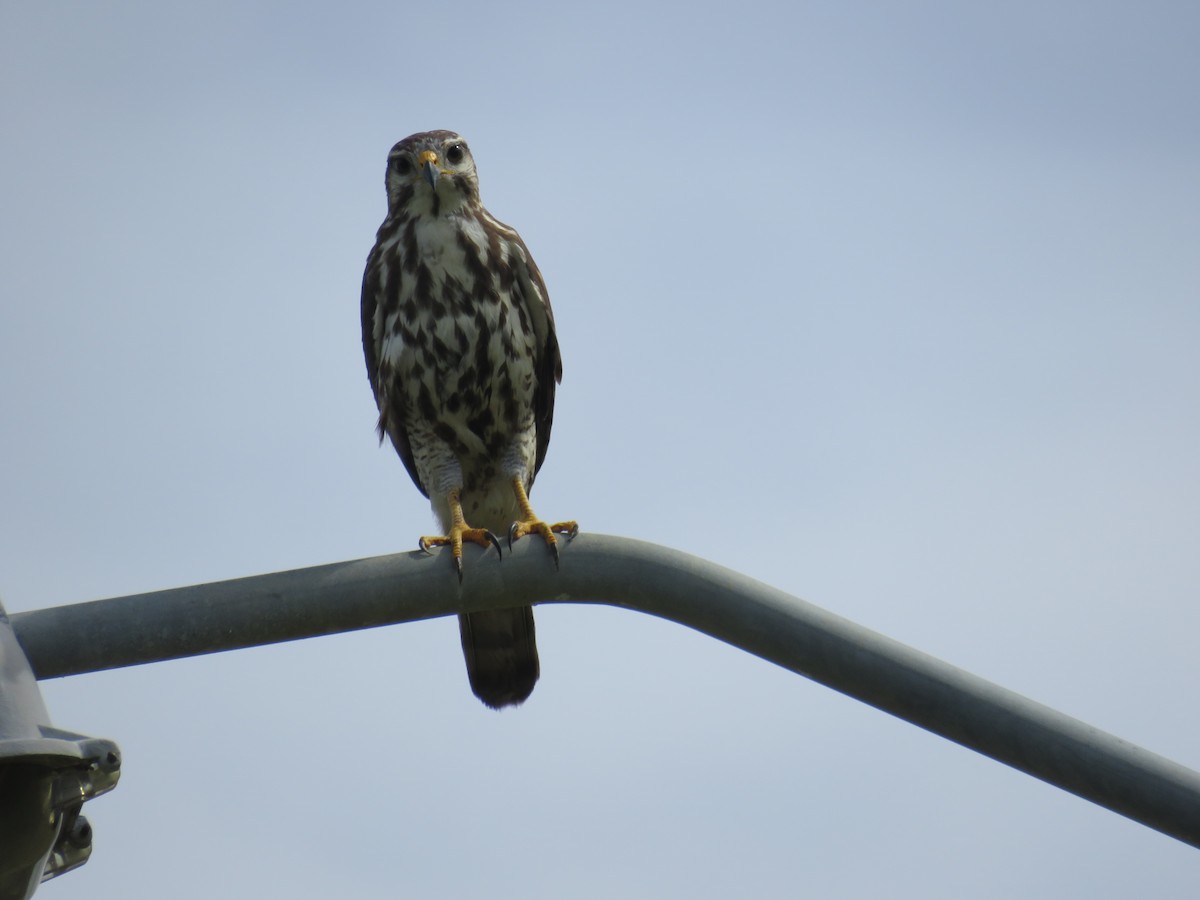 nordgråvåk - ML646856096