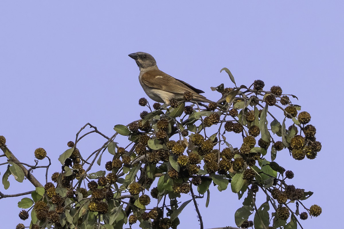 Northern Gray-headed Sparrow - ML646856099