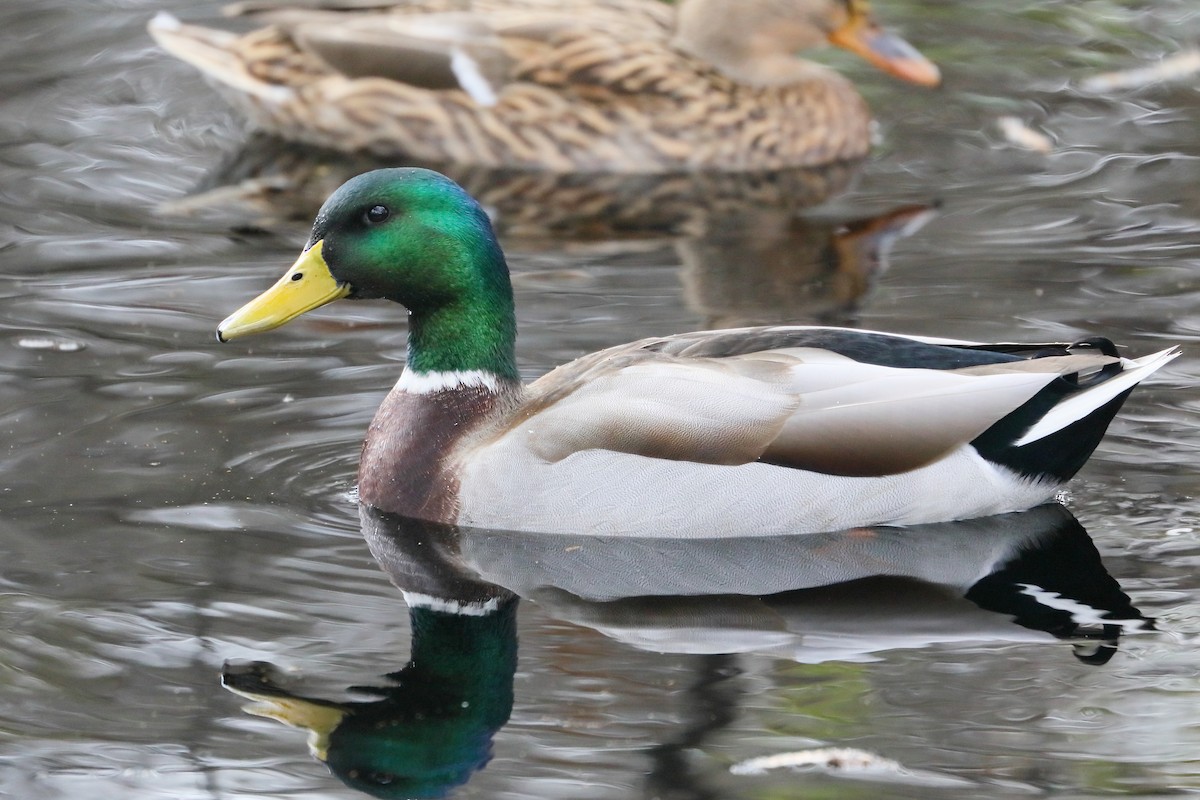 Basahatea - ML646856100