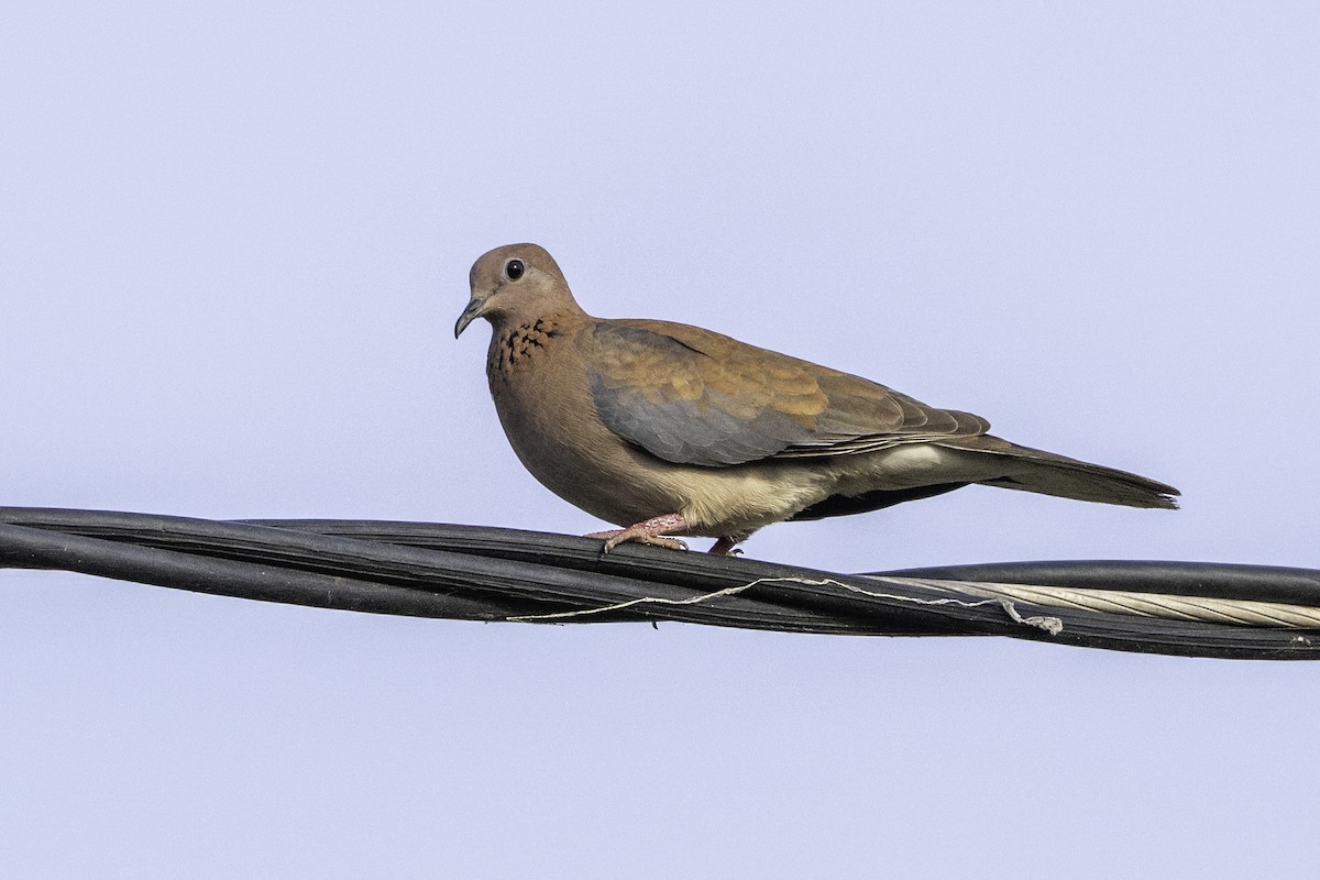 צוצלת - ML646856103