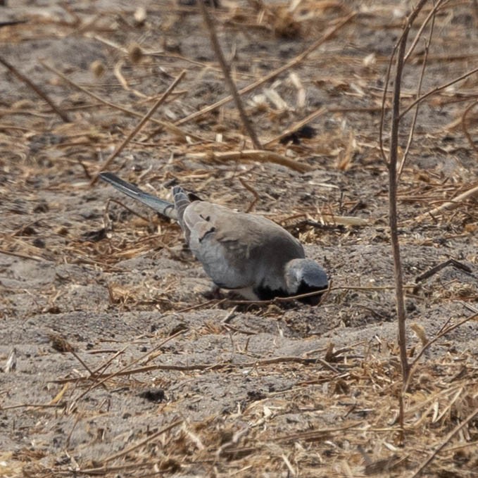 Namaqua Dove - ML646856104