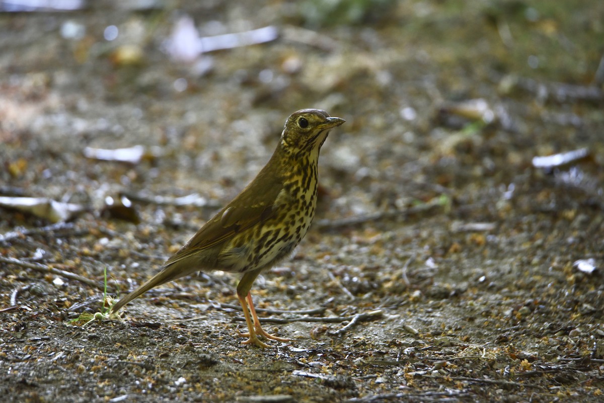 Song Thrush - ML646856105
