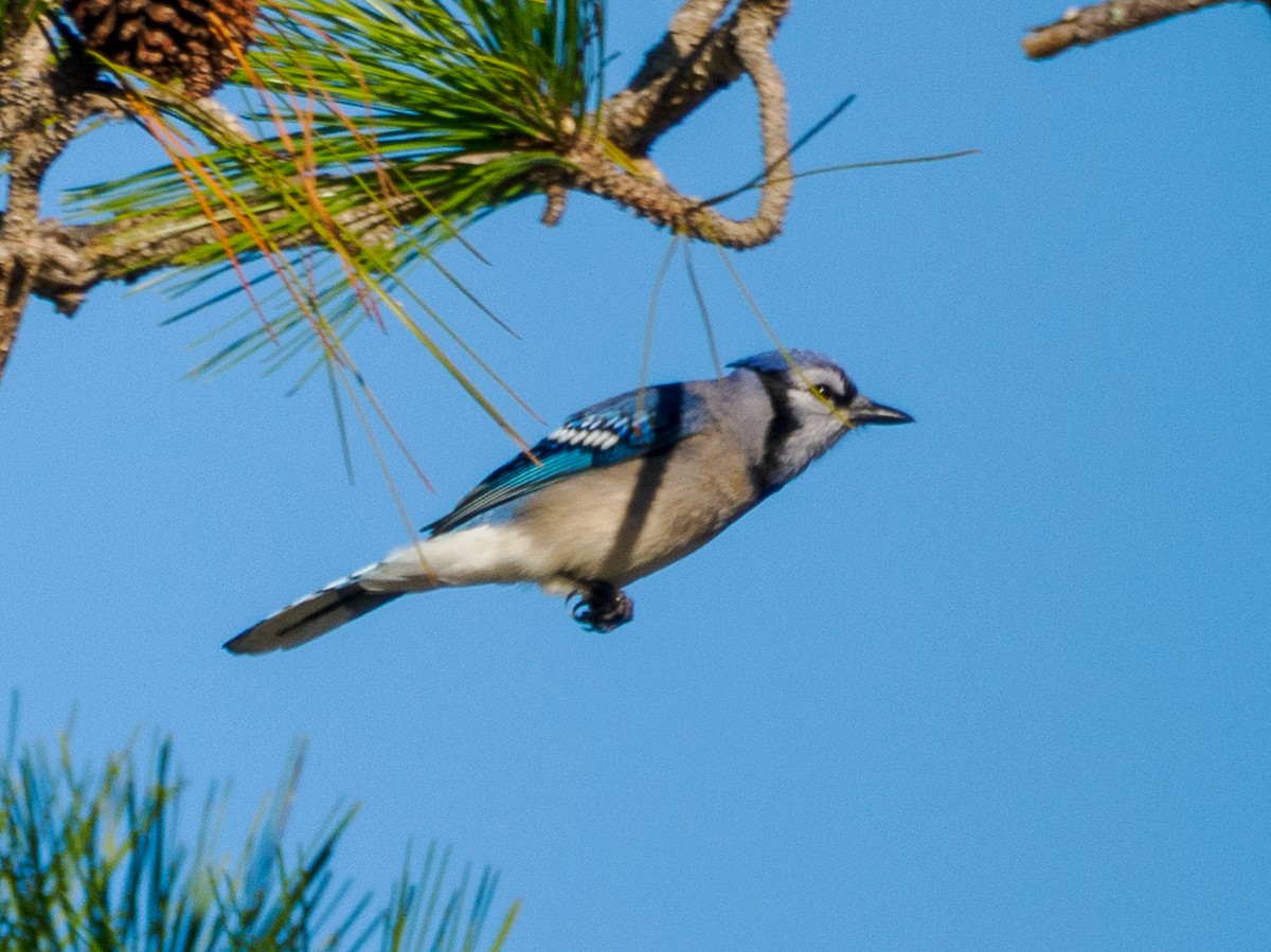 Blue Jay - ML646856114
